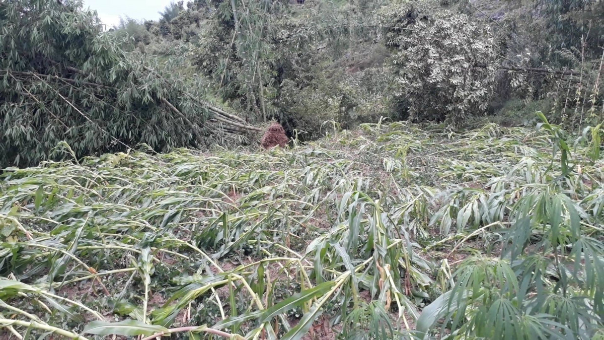 खोटाङ : हावाहुरीले मकै वाली सोत्तर