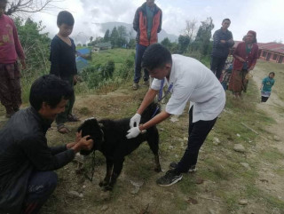 जलेश्वरीका कुकुर र बिरालोलाई रेबिज विरुद्धको खोप