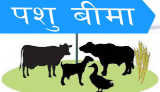 पशु बिमा कार्यक्रम अलपत्र