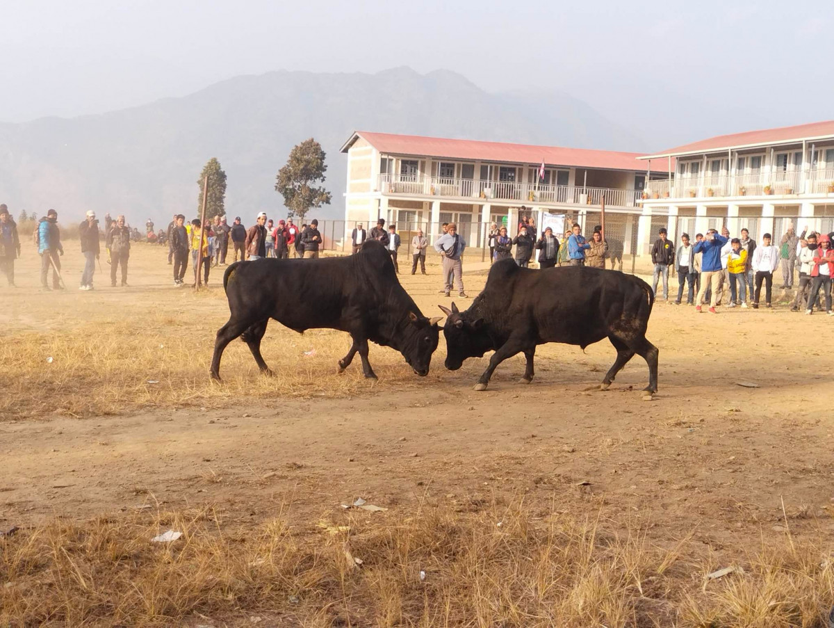 केपिलासगढीमा गोरु जुधाई प्रतियोगीता