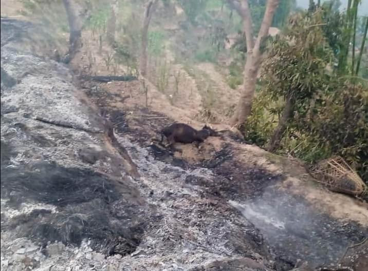 खोटाङ: बिजयखर्कमा डढेलोले बाछा र सुँगुर डढे