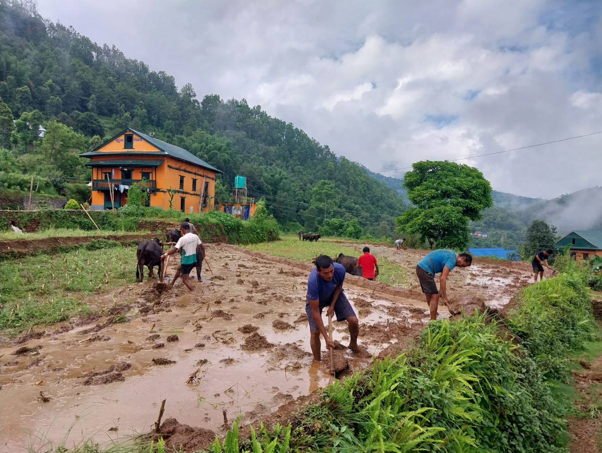 लम्पी स्कीनले गोरु मर्दा रोपाई प्रभावित