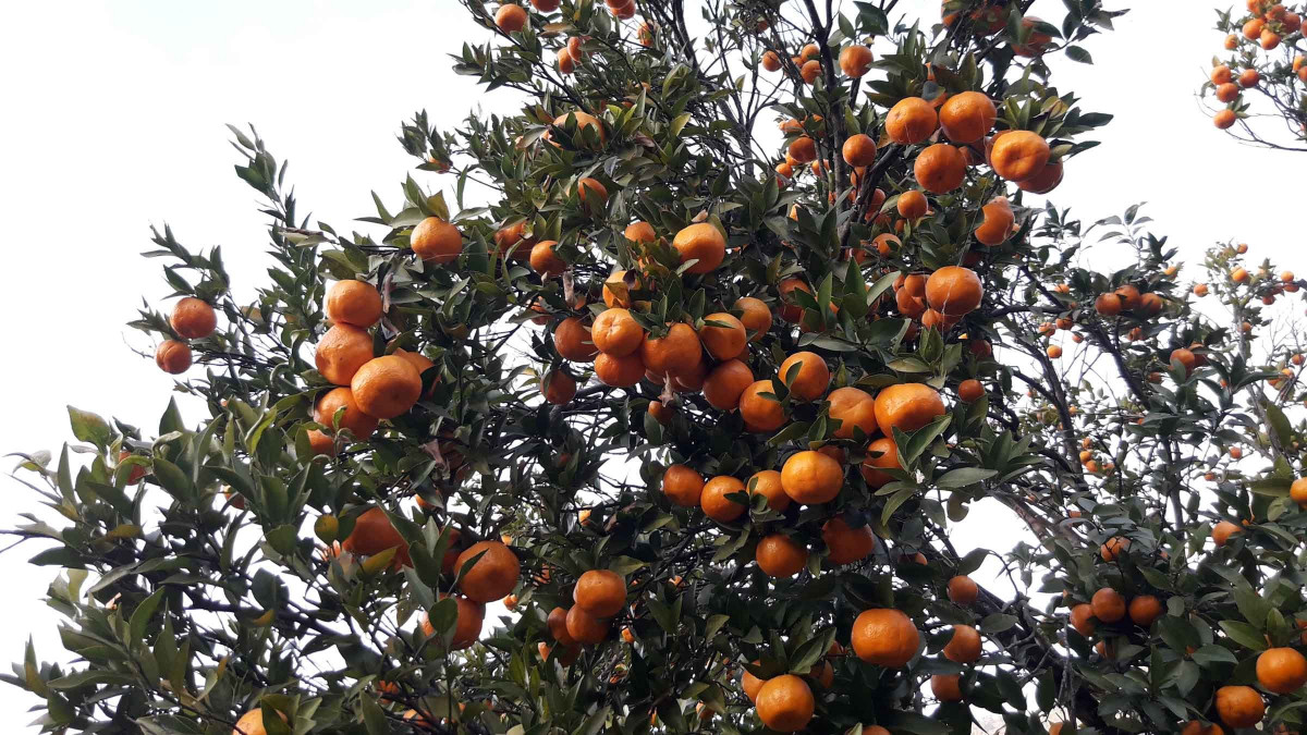 खोटाङमा ३७ करोड ३५ लाखको सुन्तला उत्पादन