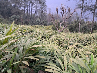 अलैंचीबाट एउटै वडामा भित्रियो तीन करोड