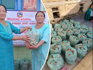 जिसस सदस्य राईले बाँडिन् बेसारको बीउ