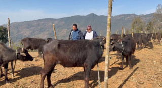 कृषकलाई स्वरोजगार बनाउन उन्नत जातका राँगा वितरण